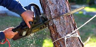 How Our Tree Care Process Works  in Brownsville, FL